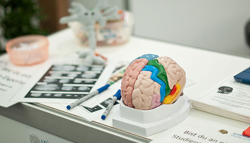 Nachbau eines Gehirns auf einem Tisch liegend.